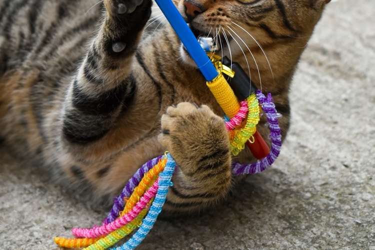 猫のおもちゃ 猫じゃらし