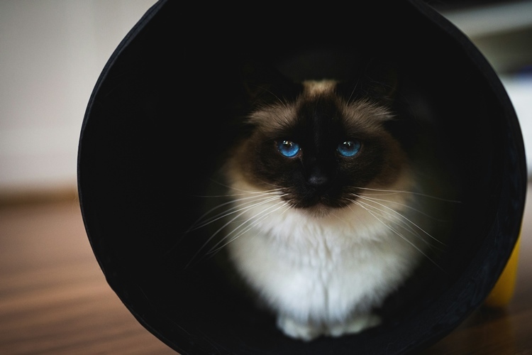 猫のおもちゃ トンネル・かくれんぼ系