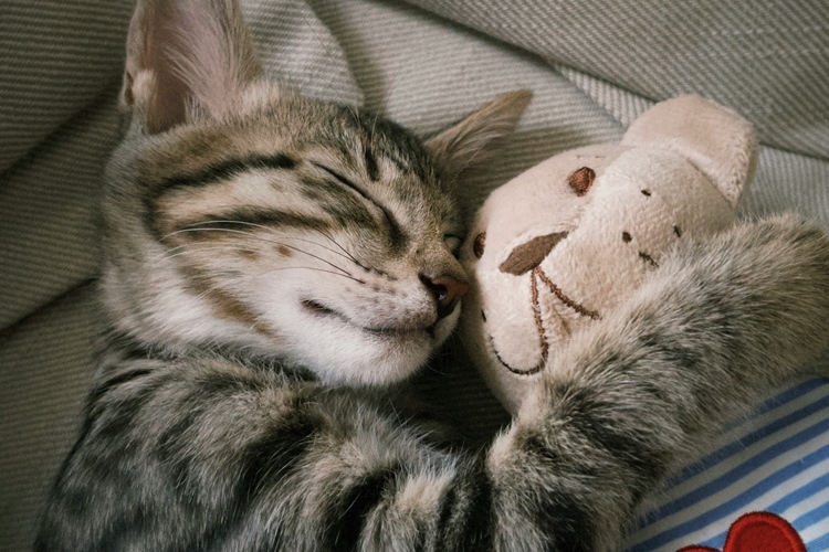 猫のおもちゃ ネズミ・ぬいぐるみ系のおもちゃ