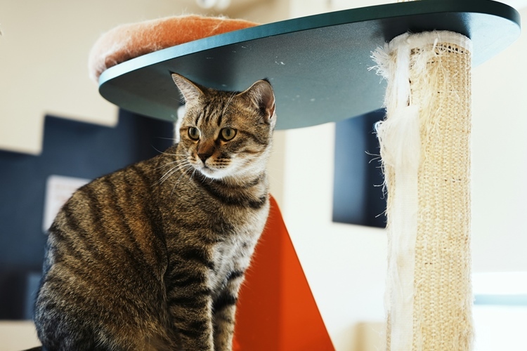 猫のおもちゃ 知育玩具