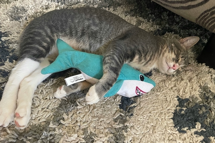 猫のおもちゃ紹介