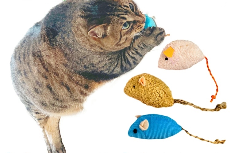 19. にゃんこの宿 嫌いでも遊びながらデンタルケア【愛猫の歯磨きの習慣づけに最適】