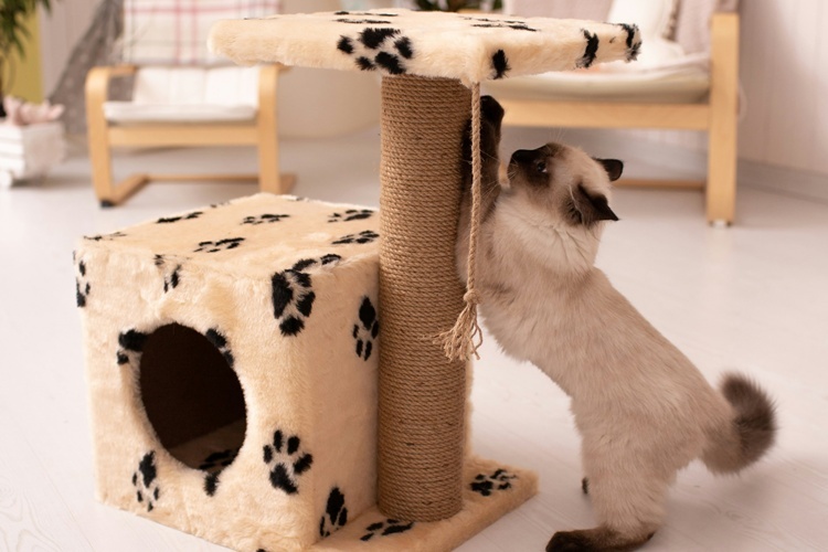 猫の爪とぎアイテム