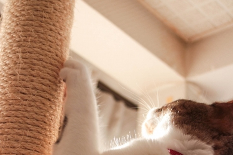 猫 爪とぎ 麻