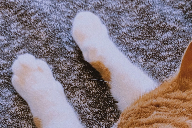 猫 爪とぎ カーペット