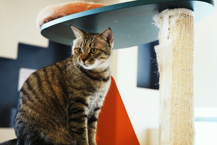 猫 爪とぎアイテムの選び方