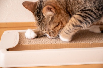 人気の猫用爪とぎのおすすめ25選｜売れ筋アイテムや選び方を解説