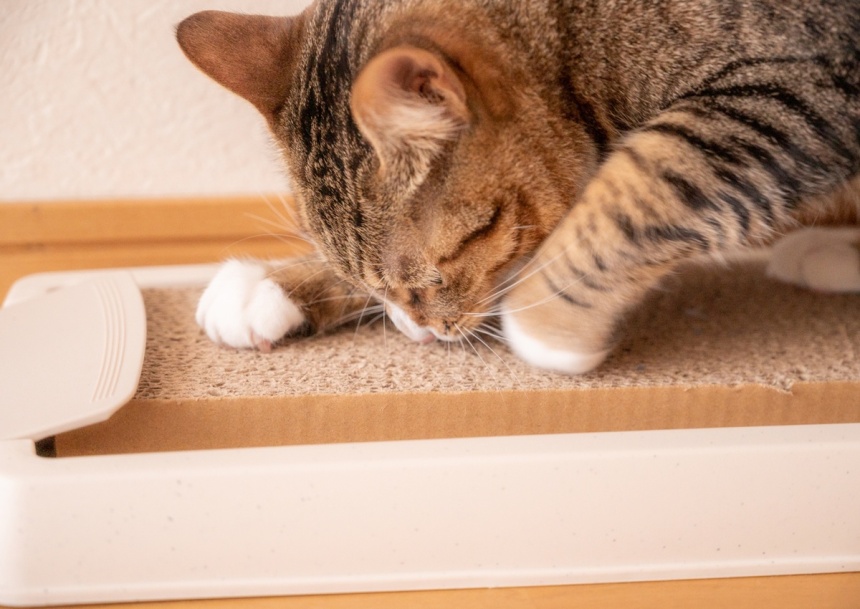 人気の猫用爪とぎのおすすめ25選｜売れ筋アイテムや選び方を解説
