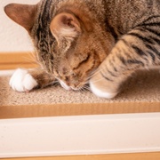 人気の猫用爪とぎのおすすめ25選｜売れ筋アイテムや選び方を解説