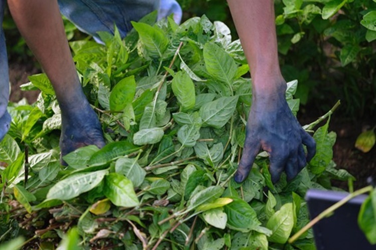 藍の葉を収穫している様子