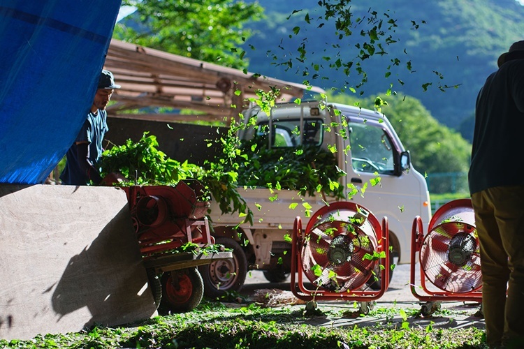 送風機を使い、葉と茎を選別している様子