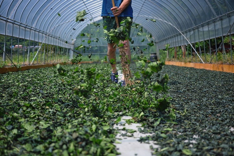 藍の葉を平干ししている様子