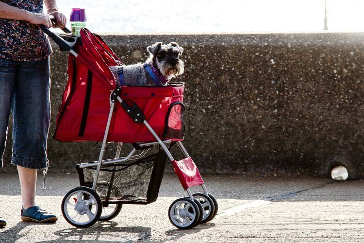 ペットカートの選び方の5ポイント