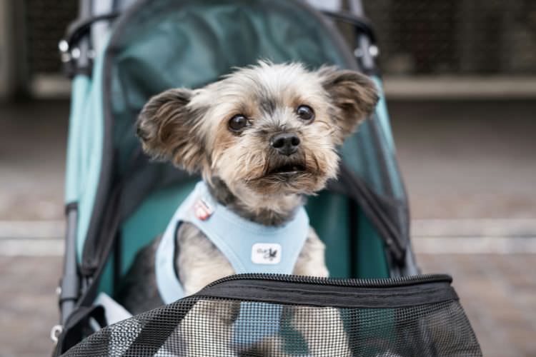 小型犬向けのおすすめペットカート