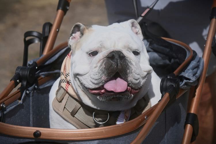 中型犬用のおすすめペットカート11選