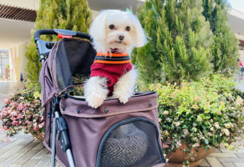 ペットカートおすすめ25選｜人気モデルと選び方 小型犬～大型犬対応