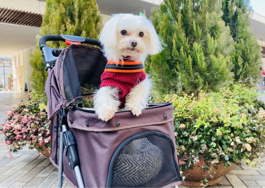 ペットカートおすすめ25選｜人気モデルと選び方 小型犬～大型犬対応