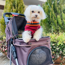 ペットカートおすすめ25選｜人気モデルと選び方 小型犬～大型犬対応