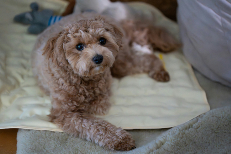 愛犬の体格に合わせたサイズ
