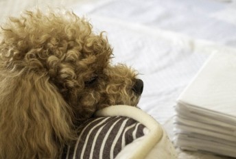 子犬期から老犬期まで！人気ペットシーツおすすめ25選｜選び方も解説