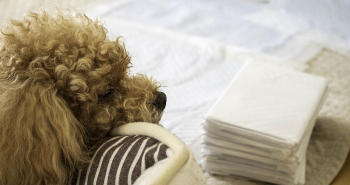 子犬期から老犬期まで！人気ペットシーツおすすめ25選｜選び方も解説