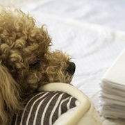 子犬期から老犬期まで！人気ペットシーツおすすめ25選｜選び方も解説