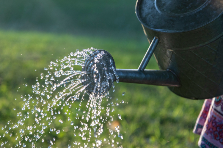毎日の水やり・散水を快適にするアイテムおすすめ5選