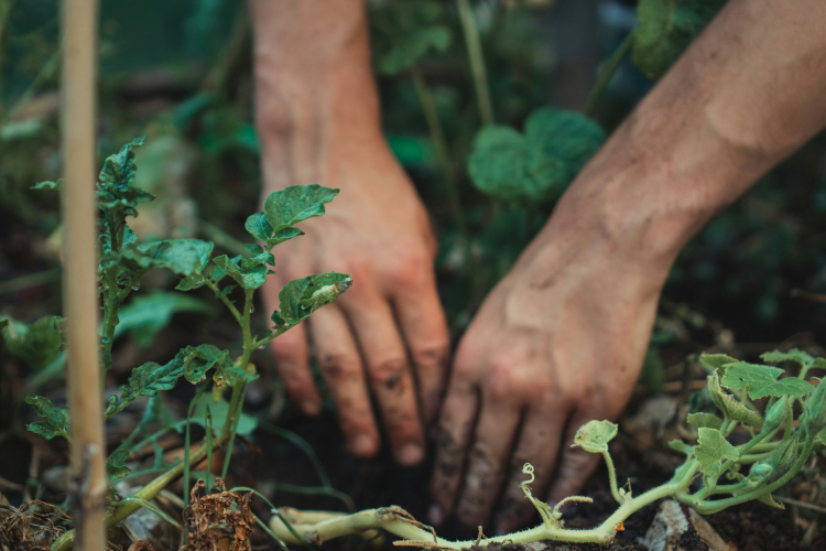 植え付けや土づくりを楽にするアイテムおすすめ5選