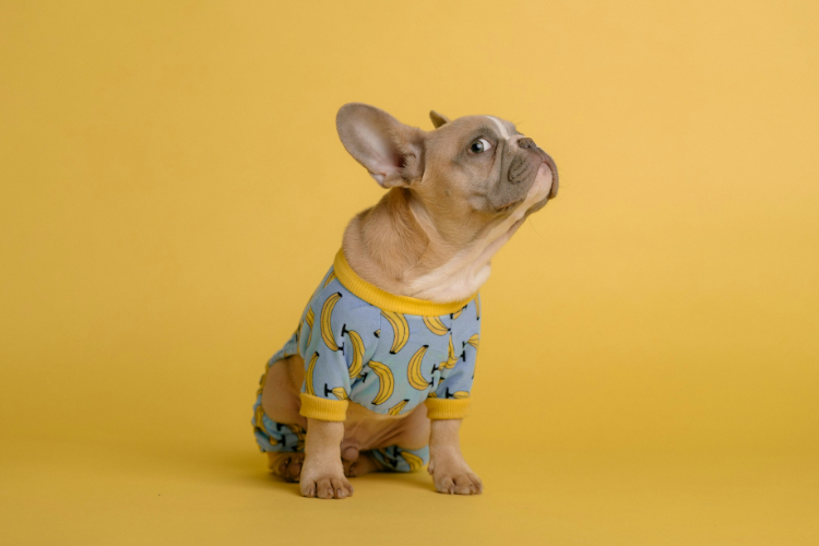 犬に服は必要？　着せるメリットを解説