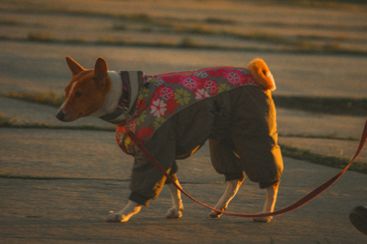 愛犬に合うドッグウェアを選んで快適に過ごそう