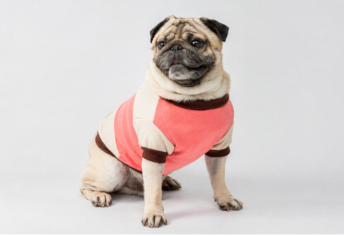 愛犬に服を着せるメリットとは？お洒落なドッグウェア25選｜季節・用途別