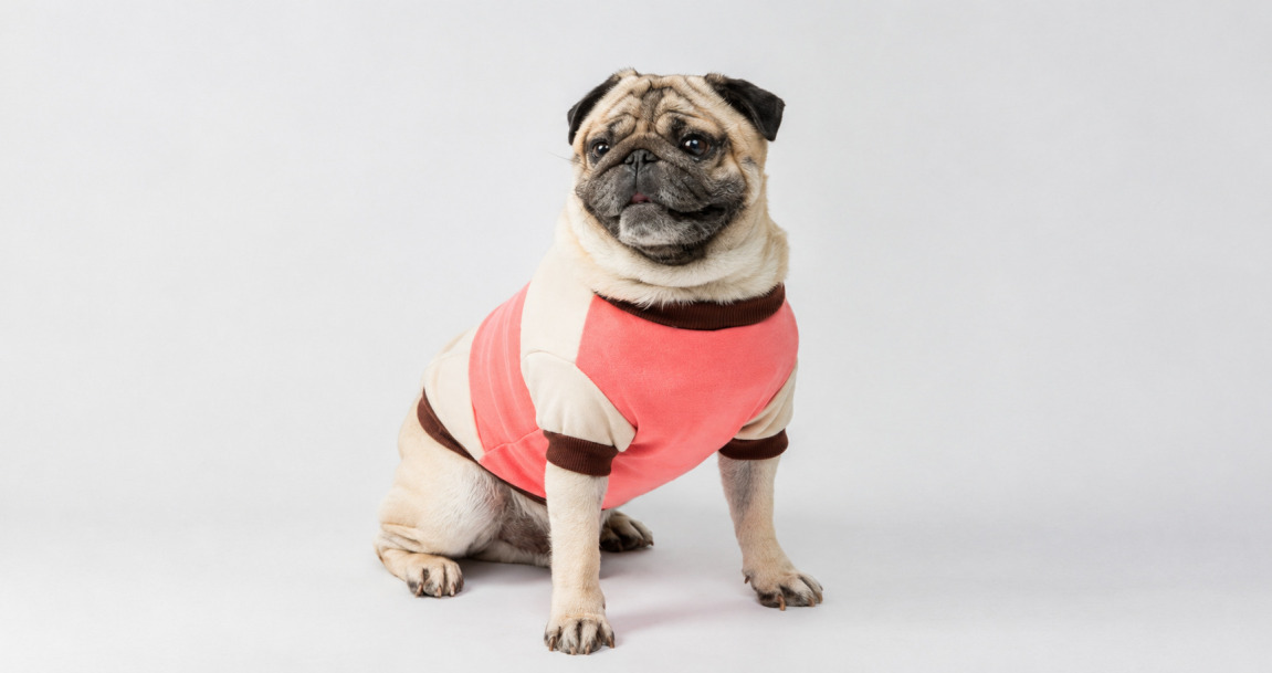 愛犬に服を着せるメリットとは？お洒落なドッグウェア25選｜季節・用途別