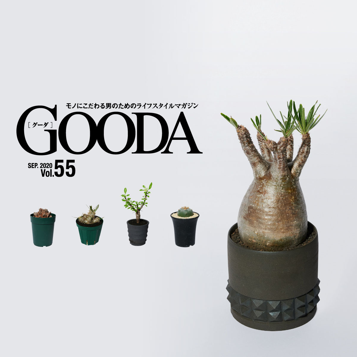 初心者にも 塊根植物 コーデックス ライフのススメ メンズライフスタイルwebマガジン Gooda グーダ