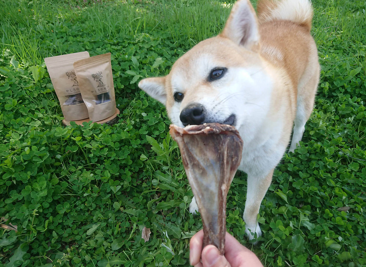 ペット用鹿肉専門やしろのめぐみ
