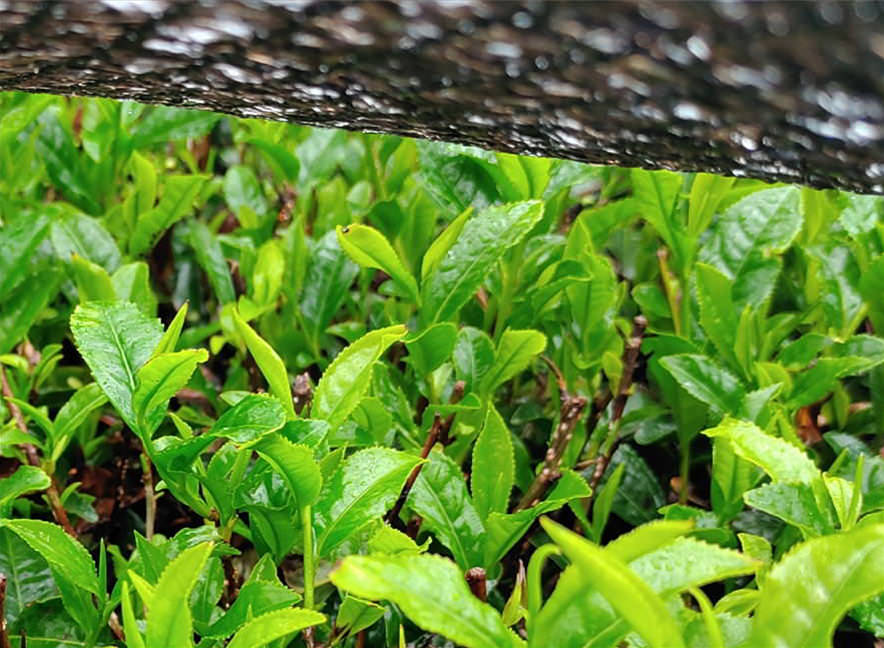 かぶせ茶の愛光園茶舗
