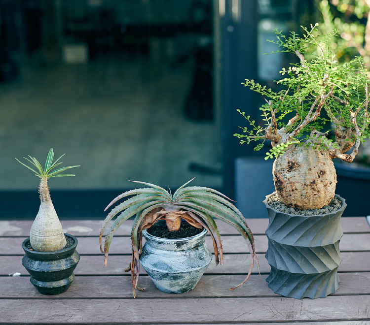 BOTANIZE 3種セット pot 塊根植物 サボテン 鉢-