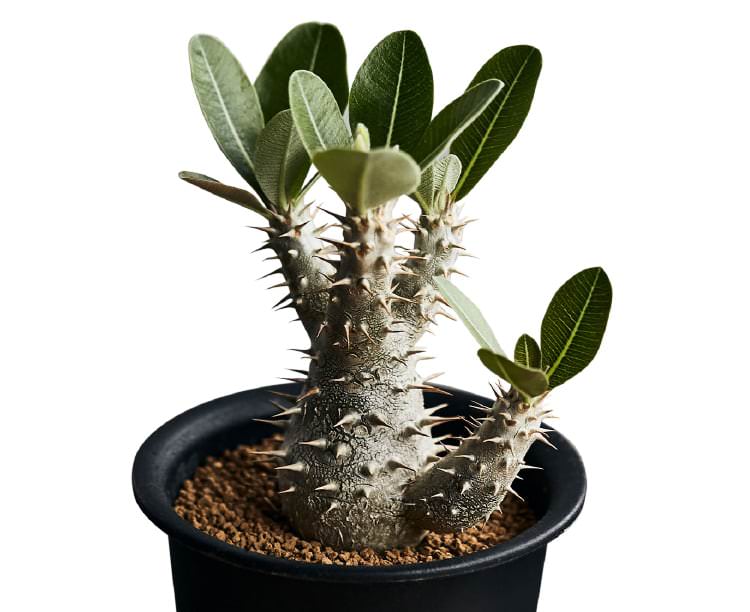 ピザールプランツ✨️奇想天外✨️ 珍奇植物・Bizarre Plantsビザールプランツ特集！